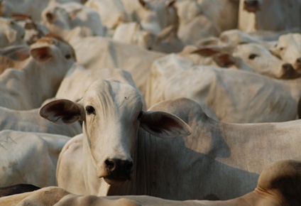 preço futuro do boi gordo