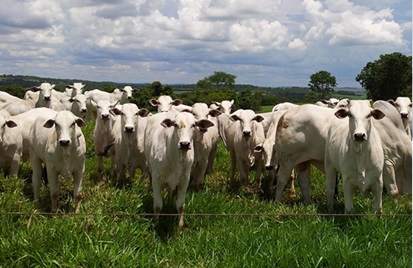 preço em dólares do boi gordo