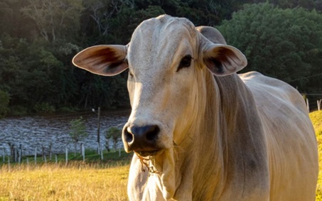 preço em dólares do boi gordo