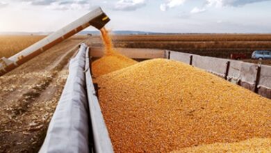 preço futuro do milho