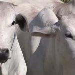 taxa de abate de vacas