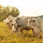 arrobas de boi gordo por bezerro