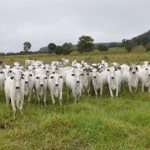 preço futuro do boi gordo