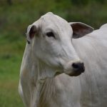 preço futuro do boi gordo