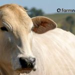 preço futuro do boi gordo