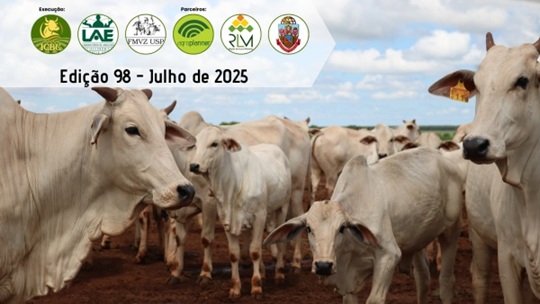 custo de produção de bovinos confinados