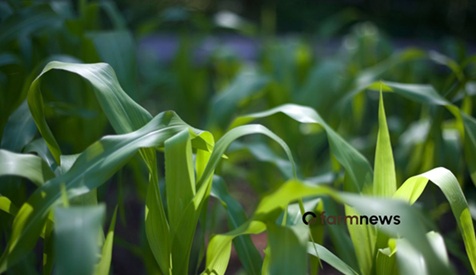 preço futuro do milho
