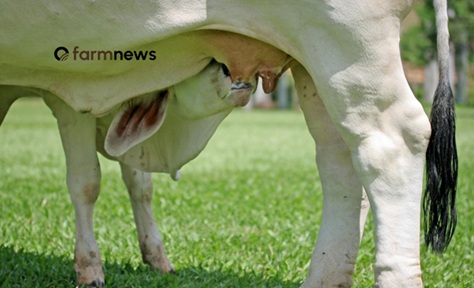 produtividade na cria