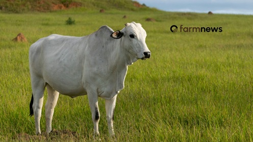 preço da arroba do bezerro