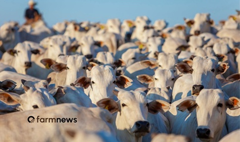 preço do boi gordo em dólares