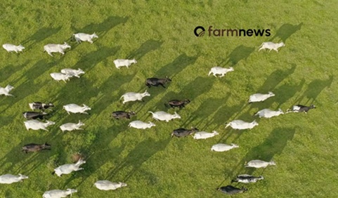 preço em dólares do boi gordo