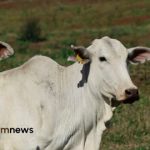 abate de vacas e novilhas