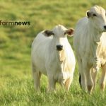 taxa de abate de vacas