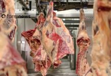 Exportação de carne bovina: novembro começa quase 70% acima de 2024! exportação de carne bovina