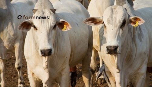 preço corrigido do boi gordo