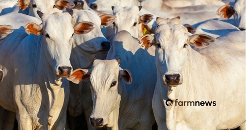 bezerros por boi gordo