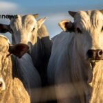 congresso mundial da carne