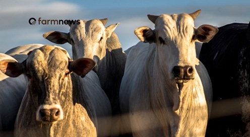 congresso mundial da carne