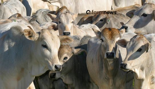 preço da arroba do bezerro