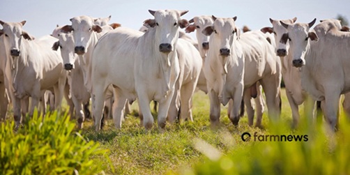 pecuária brasileira