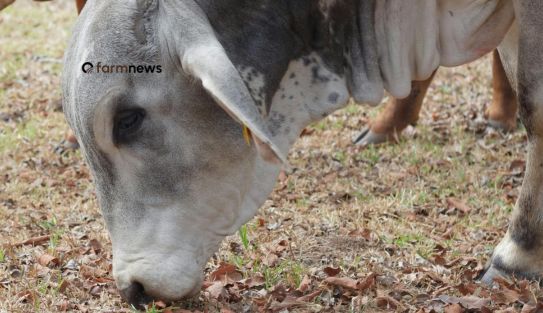 preço do boi gordo