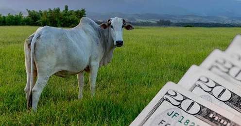 preço em dólares do boi gordo