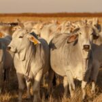 taxa de bate de vacas