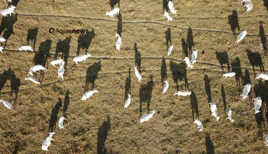preço em dólares do boi gordo