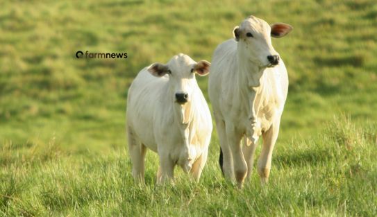 preço em dólares do boi gordo