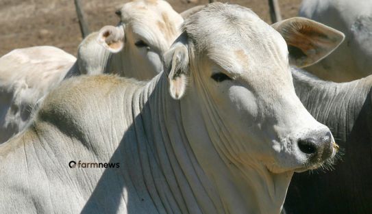preço futuro do boi gordo