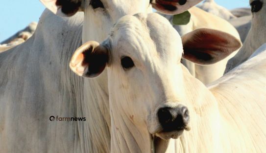 poder de compra do boi gordo em 2025