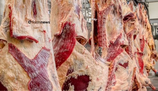 importação de carne bovina do Brasil pela Rússia