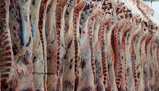 exportação de carne bovina