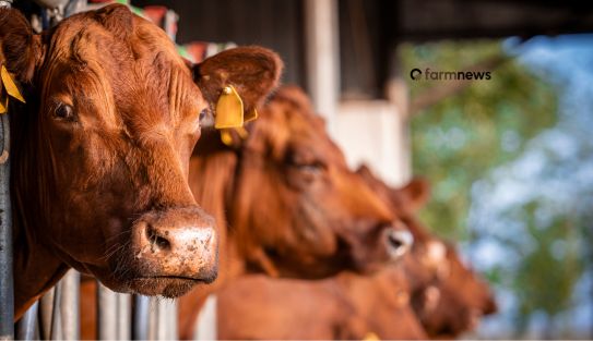 preço do boi gordo nos EUA