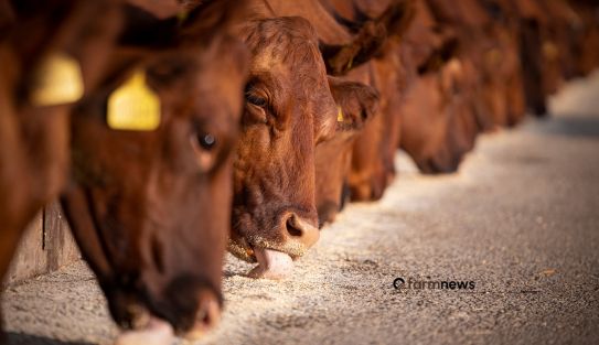 preço do boi gordo nos EUA