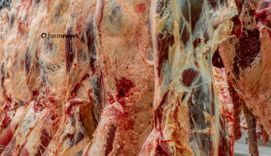 exportação de carne bovina