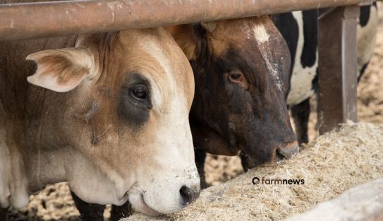 custo de produção de bovinos confinados