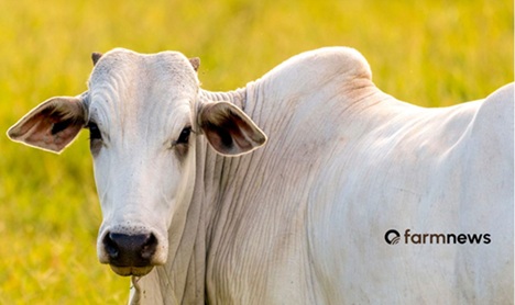 preço em dólares do boi gordo