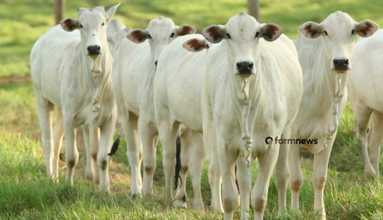 arrobas de boi gordo por bezerro