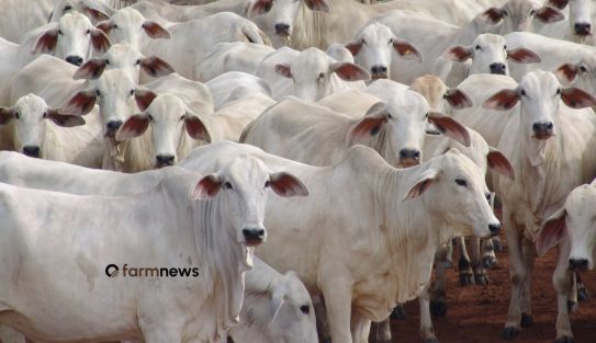 preço da arroba do bezerro