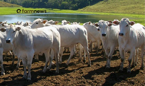preço do boi gordo em dólares