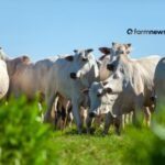 Produtores rurais no Pará