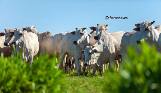 Produtores rurais no Pará