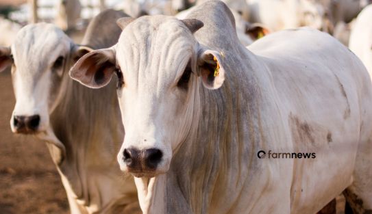 preço em dólares do boi gordo