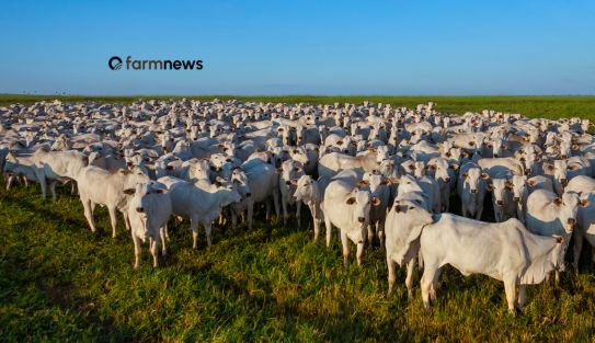 preço da arroba do bezerro