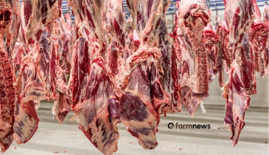 exportação de carne bovina do Brasil