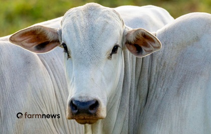 taxa de abate de vacas