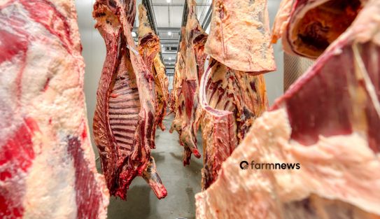 carne bovina do Brasil para a UE