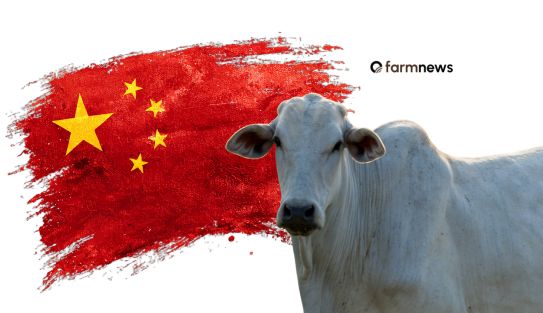 preço futuro do boi gordo