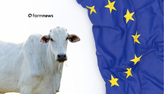 Importação de carne bovina do Brasil pela UE